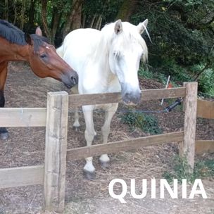 Quinia