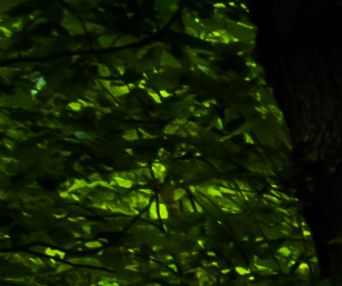 Trail through lush green forest in Codorus State Park, Pennsylvania
