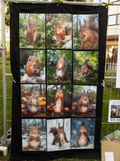 Squirrels by Fotoscenen