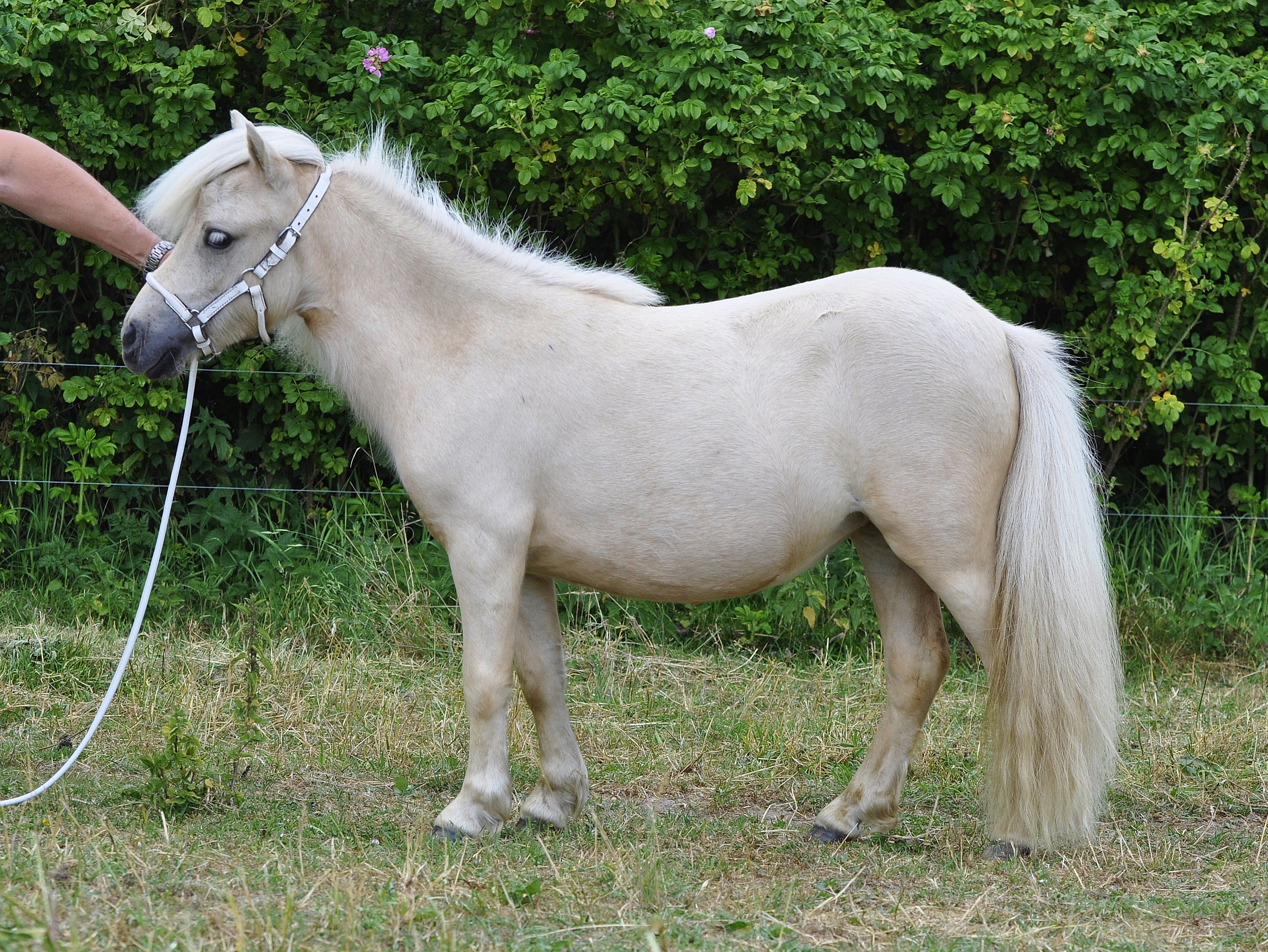 hjk2