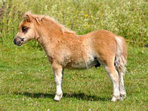 Hasselbos Melton f-11