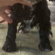 Bella 4