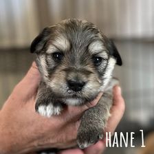 Hane 1