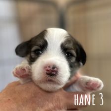 Hane 3