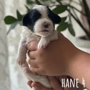 Hane 4