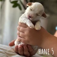 Hane 5