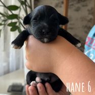 Hane 6