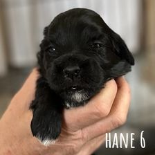 Hane 6