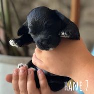 Hane 7