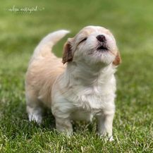 IMG_1868