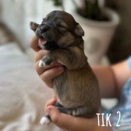 Tik 2