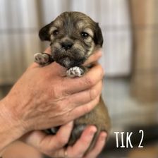 Tik 2