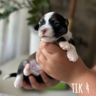Tik 4