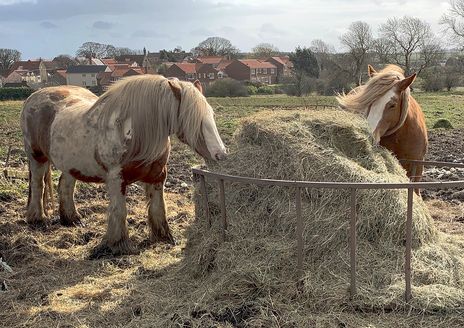 Hawthorn Horses