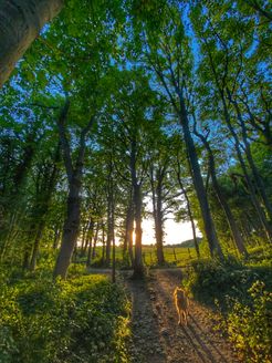 IMG_3345