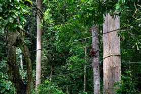 Borneo Camera 12