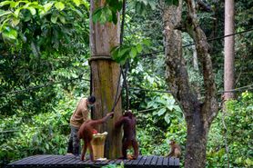 Borneo Camera 13