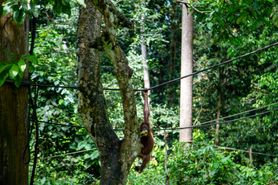 Borneo Camera 14