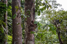 Borneo Camera 27