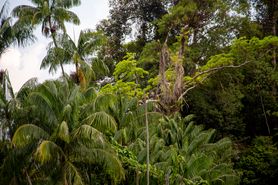 Borneo Camera 67