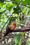 IMG_7453
