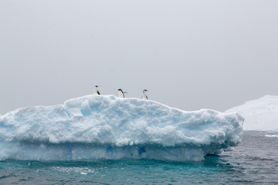 11 Antarctica2025