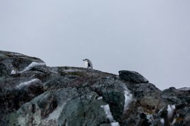 129 Antarctica2025