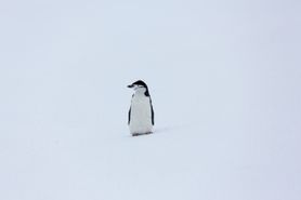 133 Antarctica2025