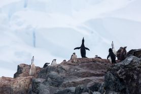 135 Antarctica2025