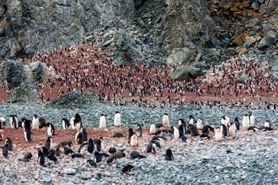 33 Antarctica2025