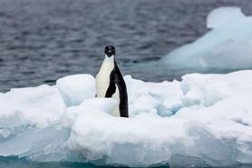 34 Antarctica2025