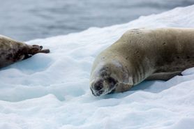 37 Antarctica2025