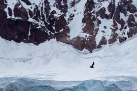 49 Antarctica2025