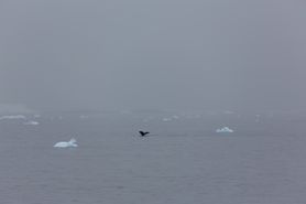 79 Antarctica2025