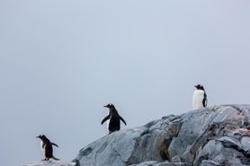 89 Antarctica2025