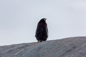 90 Antarctica2025