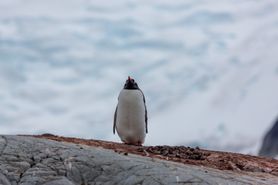 94 Antarctica2025