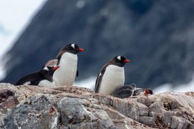 97 Antarctica2025