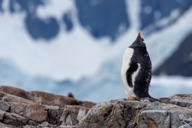 99 Antarctica2025
