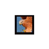 Red Kite