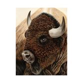 American Bison