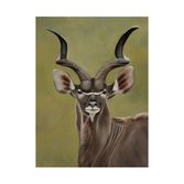 Greater Kudu