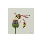 Yellow Potter Wasp