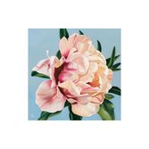 Peony Tulip La Belle Epoque