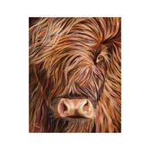 Highland Cow