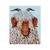 Angora Goat