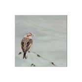 Snow Bunting
