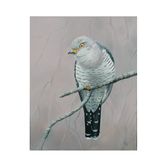 Red List - Cuckoo