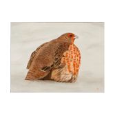 Red List - Grey Partridge