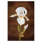 White Iris